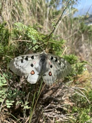 Parnassius apollo ciscaucasicus