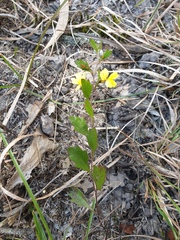 Goodenia rotundifolia