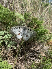 Parnassius apollo ciscaucasicus