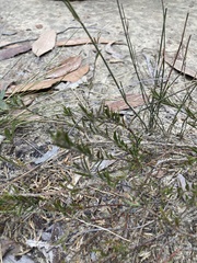 Acacia bynoeana