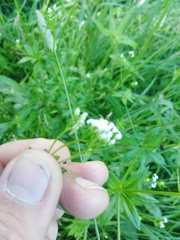 Galium pseudorivale