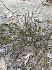 Acacia bynoeana