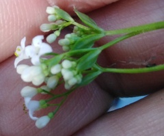 Galium pseudorivale