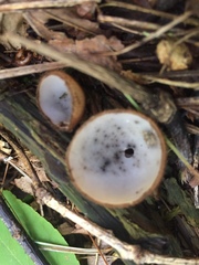 Humaria hemisphaerica