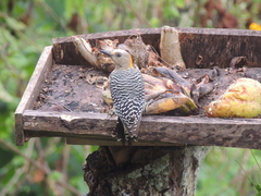 Melanerpes hoffmannii