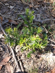 Acrotriche aggregata
