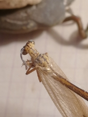Myrmecaelurus trigrammus