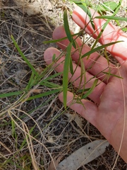Jasminum simplicifolium