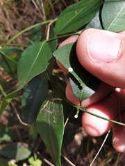Secamone elliptica