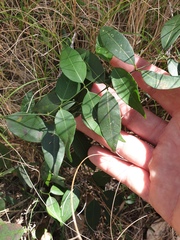 Secamone elliptica