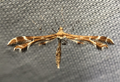 Oxyptilus delawaricus