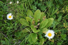 Primula veris macrocalyx