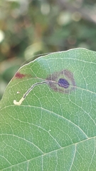 Bucculatrix frangutella