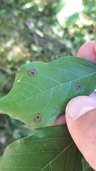 Bucculatrix frangutella