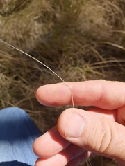 Eremochloa bimaculata