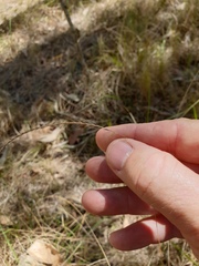 Eremochloa bimaculata
