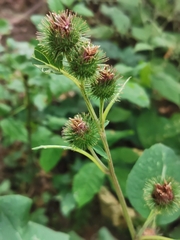 Phytomyza lappae
