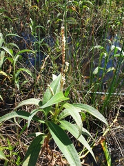 Persicaria attenuata