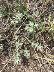 Odontarrhena obovata