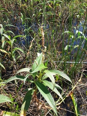 Persicaria attenuata