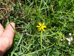 Hypoxis pratensis