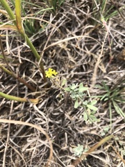 Odontarrhena obovata