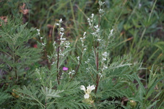 Artemisia gmelinii