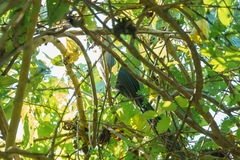 Ceuthmochares australis