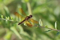Perithemis tenera