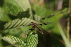 Perithemis tenera