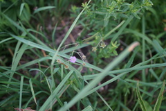 Geranium pseudosibiricum