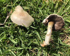 Agaricus comtulus
