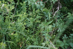 Geranium pseudosibiricum