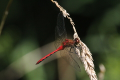 Sympetrum