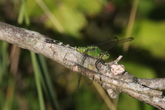 Erythemis simplicicollis