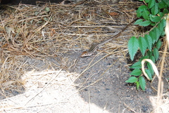 Aspidoscelis neotesselatus