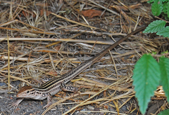 Aspidoscelis neotesselatus