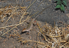 Aspidoscelis neotesselatus