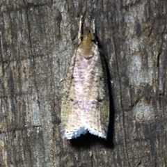 Psilocorsis reflexella