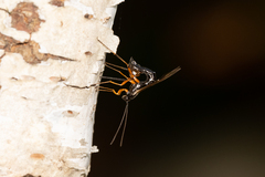 Rhyssella nitida