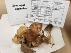 Collybiopsis subnuda