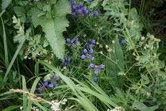 Dracocephalum ruyschiana