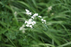 Achillea impatiens