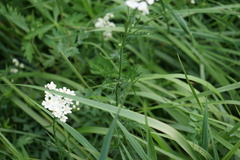 Achillea impatiens
