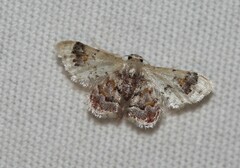 Idaea asceta