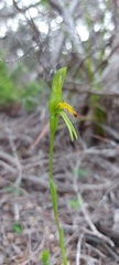 Pterostylis tasmanica