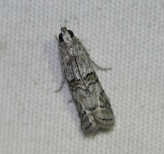 Zamagiria australella