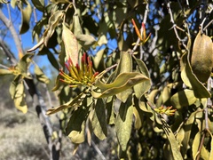 Dendrophthoe glabrescens