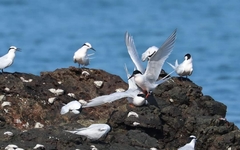 Sterna dougallii