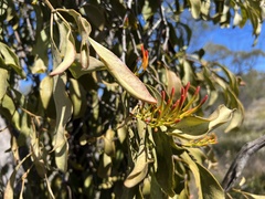 Dendrophthoe glabrescens